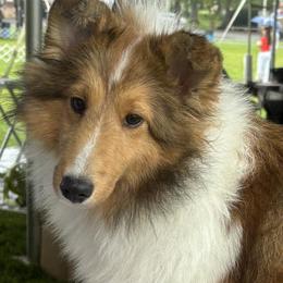 Girl 1 - Sable and white female Shetland Sheepdog puppy in Perkiomenville, Virginia from Triumph Shelties