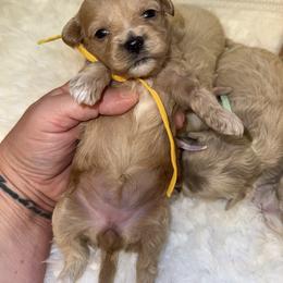 Apple crisp - Red female Maltipoo puppy in Fredericktown, Missouri from Doodle Pups Fur-Ever