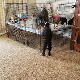 Miniature Schnauzer Puppies from Starbound Miniture Schnauzer's