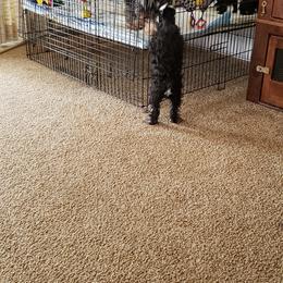 Miniature Schnauzer Puppies from Starbound Miniture Schnauzer's