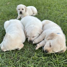 Labrador Retriever Puppies from Fleeher Labradors