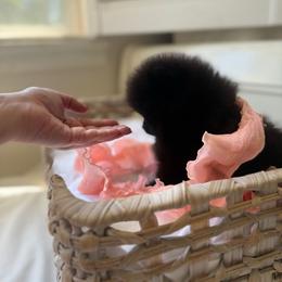 Baby Rasberry - Black female Pomeranian puppy in Sacramento, California from Carousel Poodles & Pomeranians