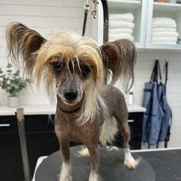 Ella - Chinese Crested