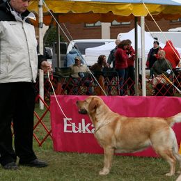 Labrador Retrievers from Huckleberry Labradors