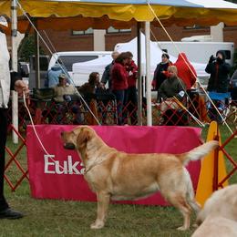 Labrador Retrievers from Huckleberry Labradors