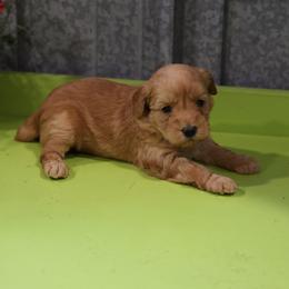 Kia - Cream female Whoodle puppy in West Bend, Iowa from Blue Skies Terriers