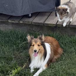 Wheatley - Toy Shetland Sheepdog