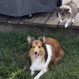 Wheatley - Toy Shetland Sheepdog