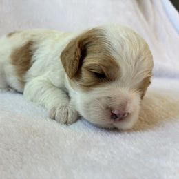 Grover - Red and white male Cockapoo puppy in Adrian, Oregon from ApplebyFarm