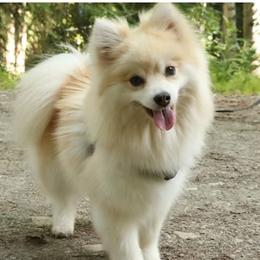 Pomsky puppies from Arctic Kennels (Pomskies, Akitas & Shibas)