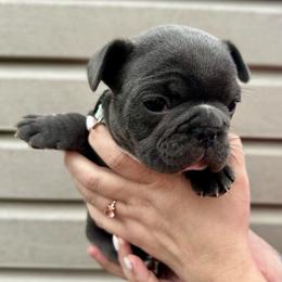 Mantis - Blue female French Bulldog puppy in Greenfield, Missouri from Hope Mountain French Bulldogs