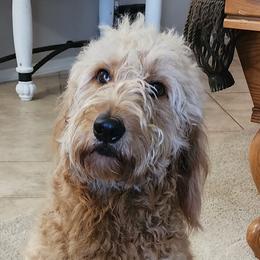 Daisy - Goldendoodle
