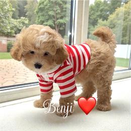 Benji - Apricot male Maltipoo puppy in Spring, Texas from GlamPaw Maltipoos