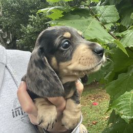 Blaze - Dapple male Dachshund puppy in Lakeland, Florida from Cynthia’s Royal Dachshunds