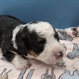 Twix - Tri-color female Bernedoodle puppy in Lancaster, Pennsylvania from NLB Mini Bernedoodles