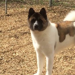 Akita from Gail's Akitas