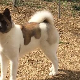 Akita from Gail's Akitas