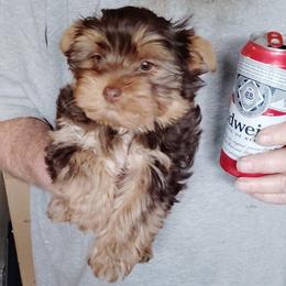 Audrey Rose - Chocolate and tan female Yorkshire Terrier puppy in Rogersville, Tennessee from Guys'N' Dolls Yorkshire Terriers