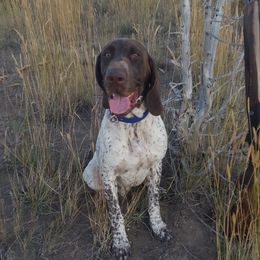 Echo - German Shorthaired Pointer