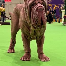 Neapolitan Mastiff Puppies from Red Rock Neapolitan Mastiffs