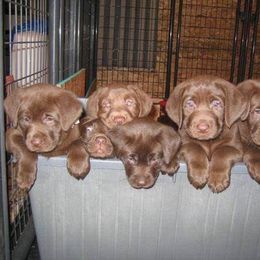 Labrador Retriever Puppies from Harvest Moon Farm
