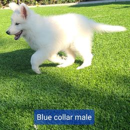 Berger Blanc Suisse Puppies from Absolute Dream White Swiss Shepherds
