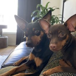 Miniature Pinschers from LA MINI PINS