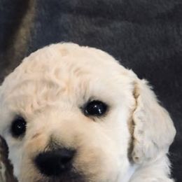 Poodle Puppies from Kissme Standard Poodles