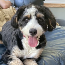 Willow - Bernedoodle