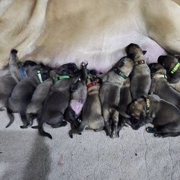 Girl 2 - Fawn female Mastiff puppy in Lake Villa, Illinois from Kharisma Mastiffs