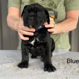 Blue Collar R - Black male Cane Corso puppy in Paris, Texas from Knucklehead Cane Corso