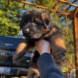 3rd Pick - Black and red female German Shepherd puppy in Snohomish, Washington from Wataha Shepherds