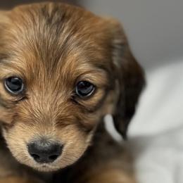 Dachshunds from Kemps K9’s