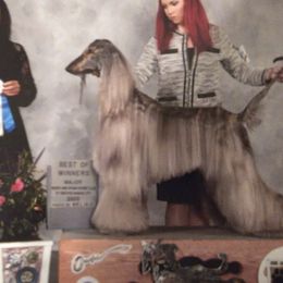 Kane - Afghan Hound