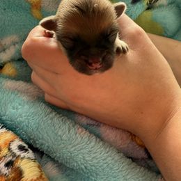 Boy sable - Orange sable male Pomeranian puppy in Centuria, Wisconsin from Rott'N'Frenchies