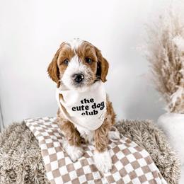 Loaf - Apricot male Goldendoodle puppy in Russell Springs, Kentucky from Milk & Honey Doodles