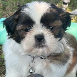 Bangers - Black gold and white male Shih Tzu puppy in Bloomfield, Indiana from Meihem Pups