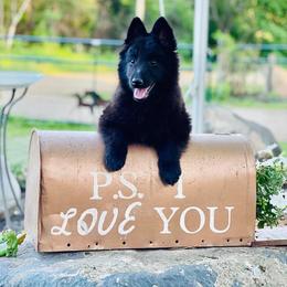 Belgian Sheepdog puppies from Century Hills Farm