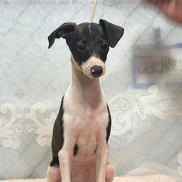 Ready to Commit - Black male Italian Greyhound puppy in Vienna, Georgia from Marchwind Farm