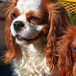 Cavalier King Charles Spaniels from Loving Companion Cavaliers
