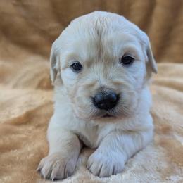 Yellow - Light golden female Golden Retriever puppy in Roseburg, Oregon from Unbound Goldens