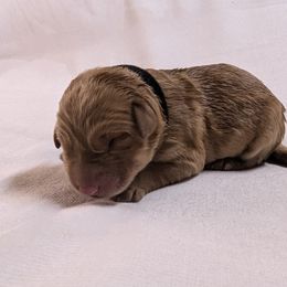 Dilute Retriever and Labrador Retriever Puppies from LC Hunting Labs, LLC.