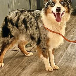 Miles - Miniature Australian Shepherd