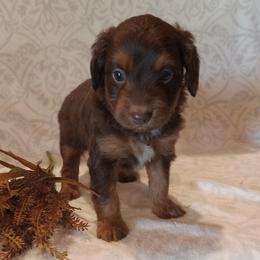 Ian - male Aussiedoodle puppy in Milford, Indiana from Olde Heritage K-9