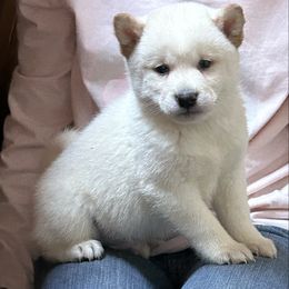Nutmeg - Cream male Shiba Inu puppy in Florence, Oregon from Sunbeam Shiba Inus