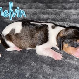 Dachshund Puppies from Drift & Dash Dachshunds