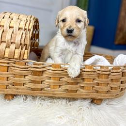 Benny Boo English Teddybear - Apricot male Goldendoodle puppy in Grove, Oklahoma from Guinn Family Farms