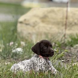 German Shorthaired Pointer Puppies from Upland Points Gun Dogs