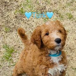 Turk - Apricot male Goldendoodle puppy in Cleveland, Ohio from A&B Happybreeds