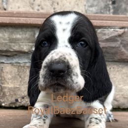 Ledger - Black and white male Basset Hound puppy in Sidney, Nebraska from Royal Baez Basset